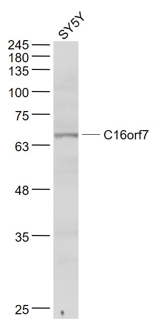 1 - C16orf7 Rabbit pAb AP59314
