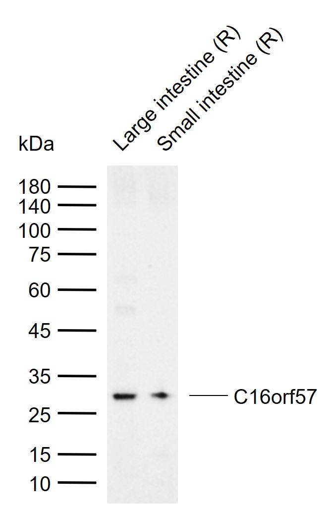 1 - C16orf57 Rabbit pAb AP59316