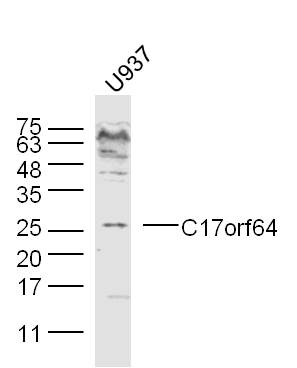 1 - C17orf64 Rabbit pAb AP59322