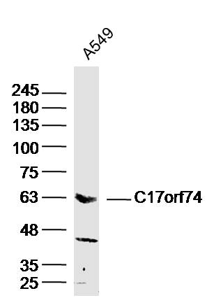 1 - C17orf74 Rabbit pAb AP59323