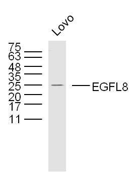 1 - EGFL8 Rabbit pAb AP59334