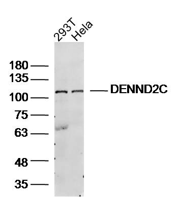 1 - DENND2C Rabbit pAb AP59335