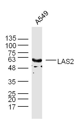 1 - LAS2 Rabbit pAb AP59338