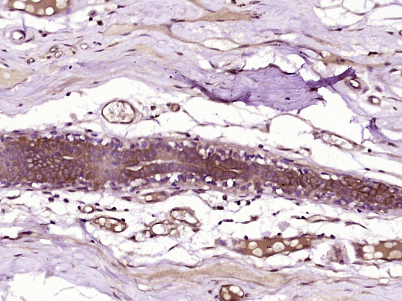 14 - C19orf28 Rabbit pAb AP59342