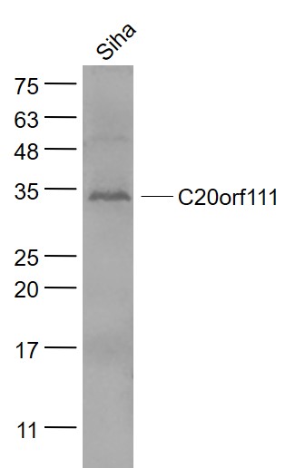 1 - C20orf111 Rabbit pAb AP59346
