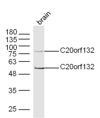 1 - C20orf132 Rabbit pAb AP59348