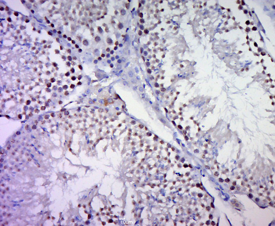 14 - C20orf132 Rabbit pAb AP59348