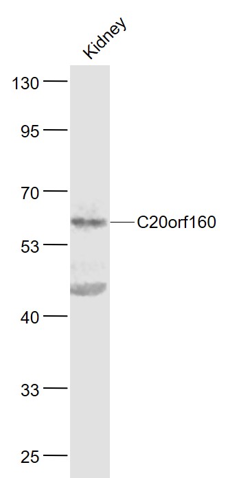 1 - C20orf160 Rabbit pAb AP59349