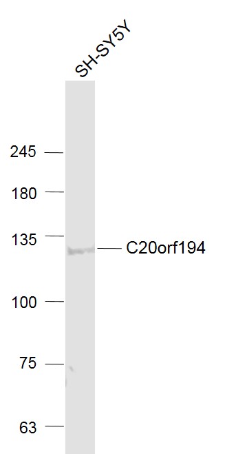 1 - C20orf194 Rabbit pAb AP59350