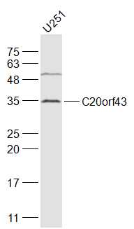 1 - C20orf43 Rabbit pAb AP59352