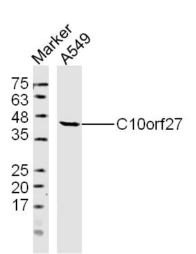 1 - C10orf27 Rabbit pAb AP59359