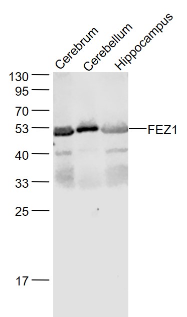 1 - FEZ1 Rabbit pAb AP59360