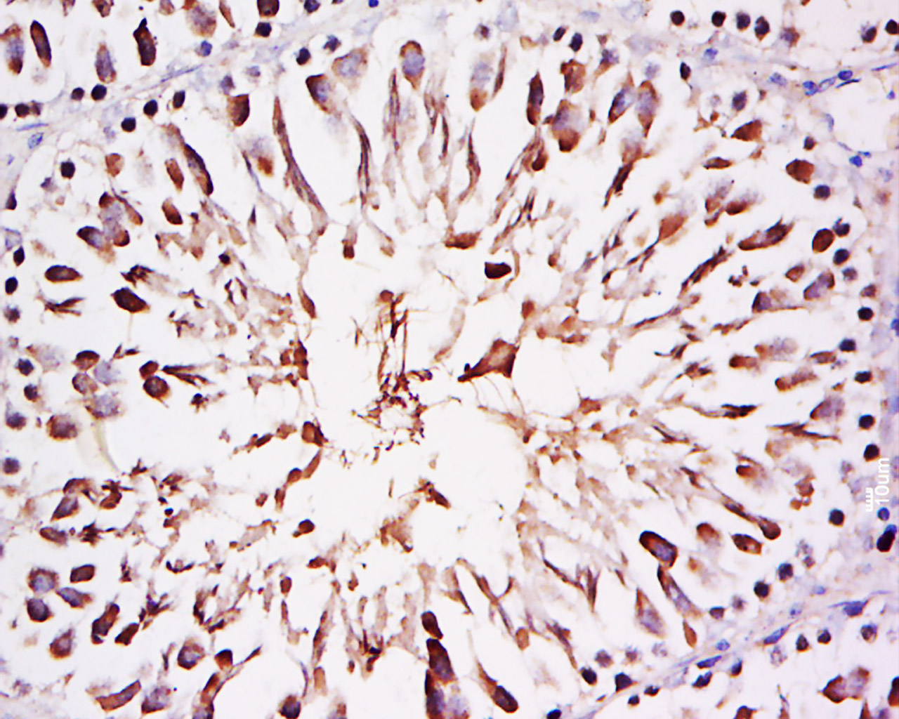 14 - FAM29A Rabbit pAb AP59361