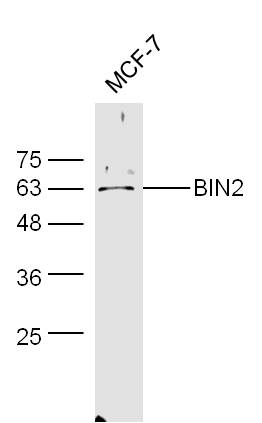 1 - BIN2 Rabbit pAb AP59363