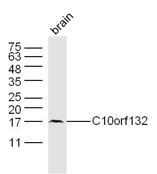 1 - C10orf132 Rabbit pAb AP59380