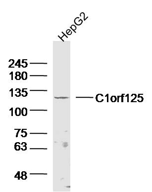 1 - C1orf125 Rabbit pAb AP59381
