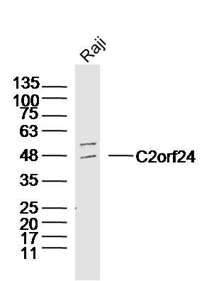 1 - C2orf24 Rabbit pAb AP59386