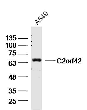 1 - C2orf42 Rabbit pAb AP59392