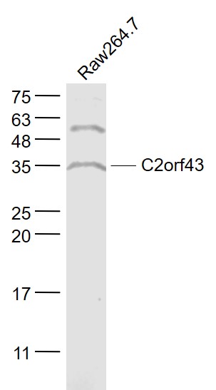 1 - C2orf43 Rabbit pAb AP59393
