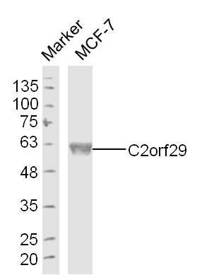 1 - C2orf29 Rabbit pAb AP59396