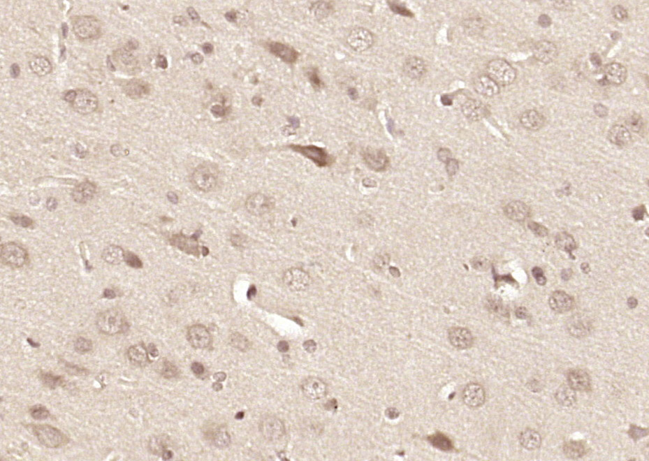14 - C3orf24 Rabbit pAb AP59397