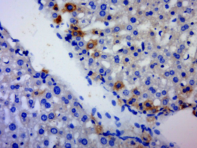 14 - C3orf15 Rabbit pAb AP59398