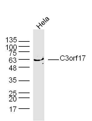 1 - C3orf17 Rabbit pAb AP59399