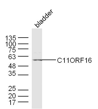 1 - C11ORF16 Rabbit pAb AP59430