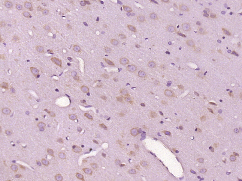 14 - C12ORF50 Rabbit pAb AP59438