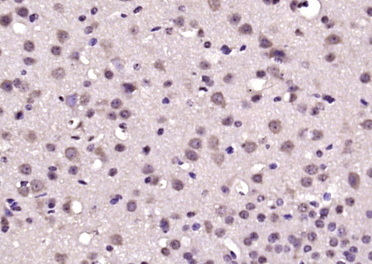 14 - CREG2 Rabbit pAb AP59443