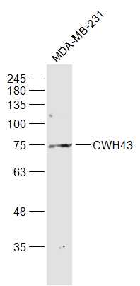 1 - CWH43 Rabbit pAb AP59445