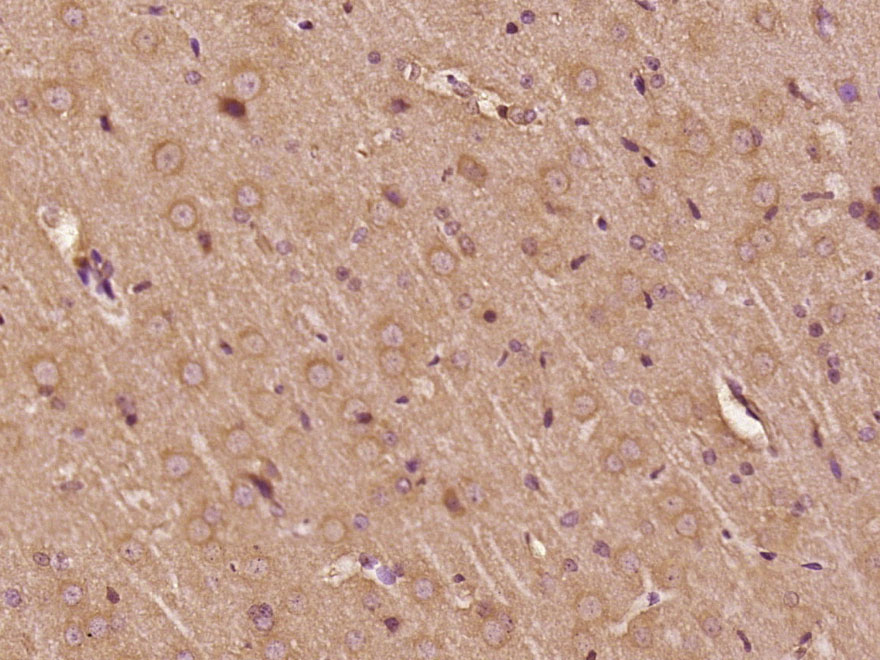 14 - C21orf58 Rabbit pAb AP59451
