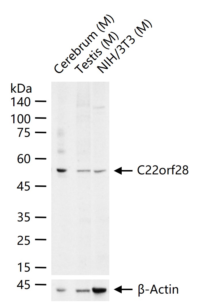 1 - C22orf28 Rabbit pAb AP59455