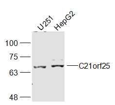1 - C21orf25 Rabbit pAb AP59458