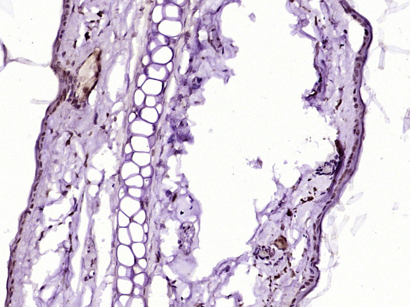 14 - C4orf27 Rabbit pAb AP59462