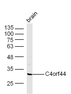 1 - C4orf44 Rabbit pAb AP59463