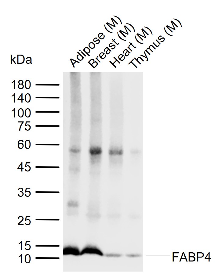 1 - FABP4 Mouse mAb AP59464