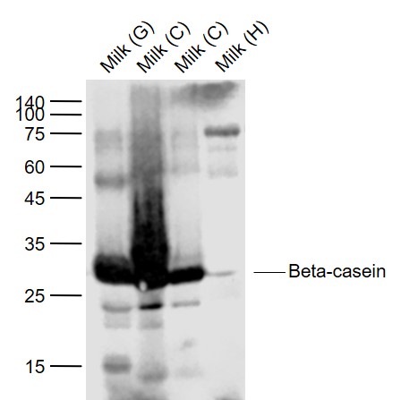 1 - Beta-casein Rabbit pAb AP93917