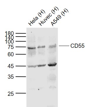 1 - CD55 Rabbit pAb AP93919