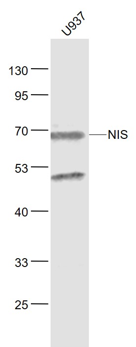 1 - NIS Rabbit pAb AP93923