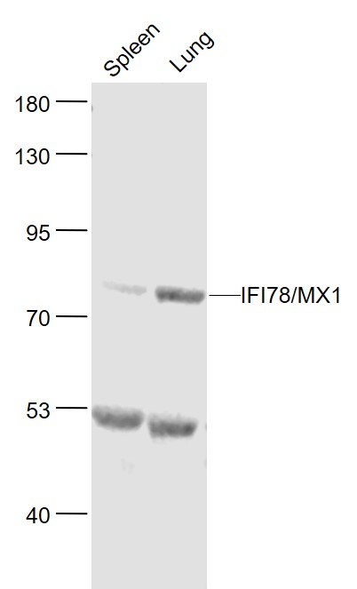 1 - MX1 Rabbit pAb AP93924