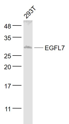 1 - EGFL7 Rabbit pAb AP93931