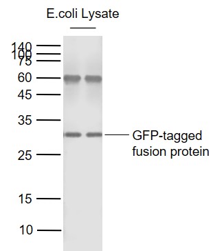 1 - GFP Rabbit pAb AP93936