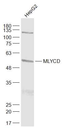1 - MLYCD Rabbit pAb AP93938