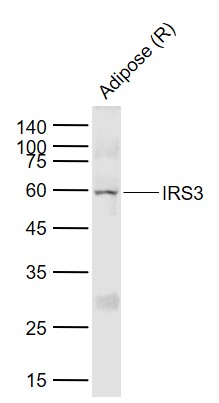 1 - IRS3 Rabbit pAb AP93940