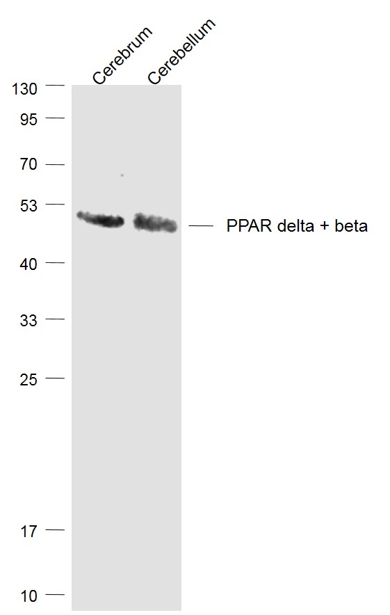 1 - PPAR delta + beta Rabbit pAb AP93942