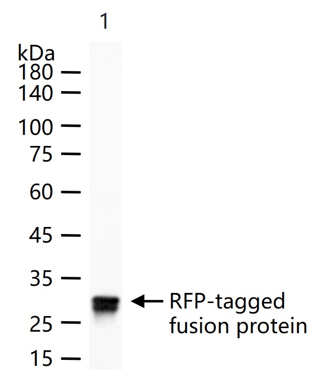 1 - RFP Mouse mAb AP93945
