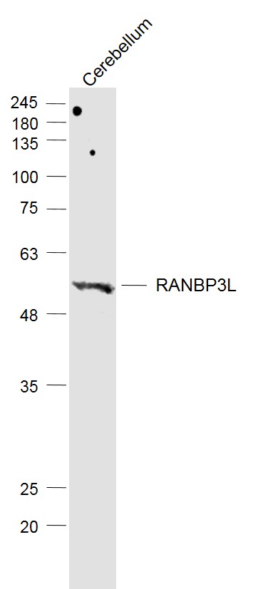 1 - RANBP3L Rabbit pAb AP93954
