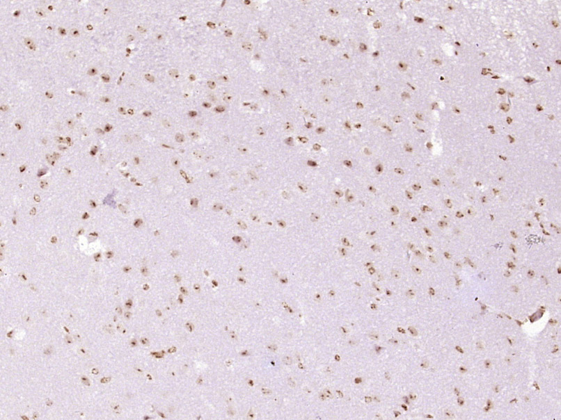 14 - RANBP3L Rabbit pAb AP93954