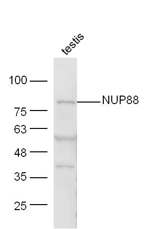 1 - NUP88 Rabbit pAb AP93955